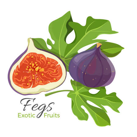 Ficus carica fig fruit with leaves vector illustration isolated on white. Close Up of nutrition tasty tropical dessert with green leaf, dietary foodのイラスト素材