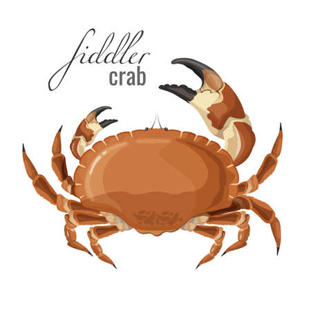 Fiddler crab nature marine animal with claws vector illustrationのイラスト素材