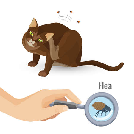 Flea from brown cat fur, harmful bio organism of domestic pets. Poster with human hand holding magnifying glass showing closeup of insect, vectorのイラスト素材