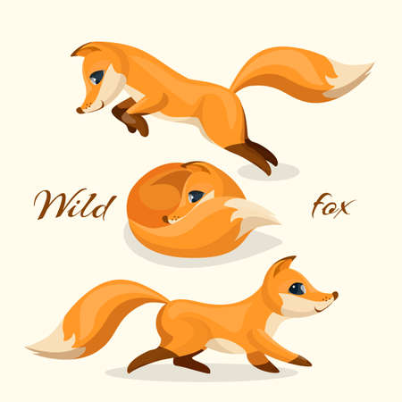 Wild fox images, pretty animal in different posesのイラスト素材