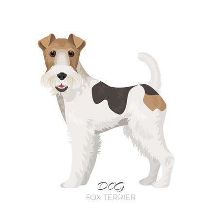 Fox terrier isolated on white backdrop purebred dogのイラスト素材