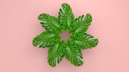 Realistic palm leaves on Coral Livingの写真素材