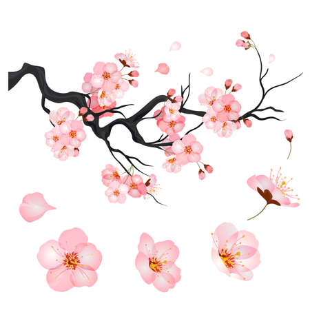 Blossom cherry flowers on branch of Japanese sakura tree. Vector illustrationのイラスト素材
