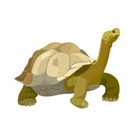 Giant tortoise animal. Turtle reptile in nature wildlife. Vectorのイラスト素材
