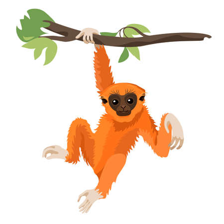 Gibbon primate mammal. Monkey in wildlife.のイラスト素材