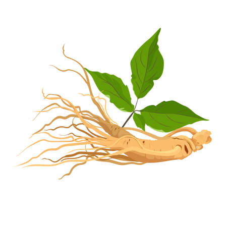 Ginseng root herb for medicine and health. Isolated on white. Vectorのイラスト素材
