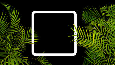Tropical palm plant leaf on black background. Nature summer illustration. 3D renderの写真素材