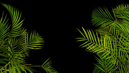 Tropical palm plant leaf on black background. Nature summer illustration. 3D renderの写真素材