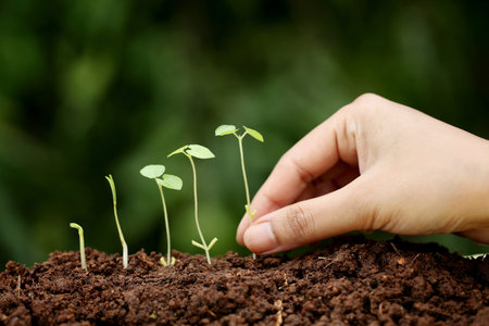 Plant growth-New beginningsの写真素材