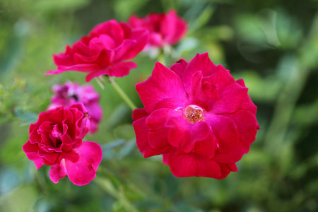 Pink roses in a garden