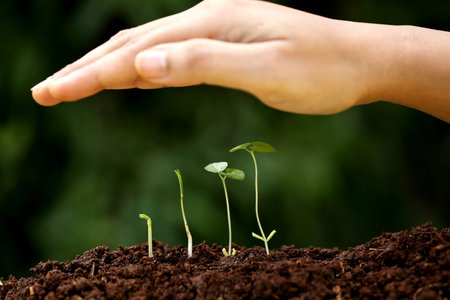 Plant growth-New beginningsの写真素材