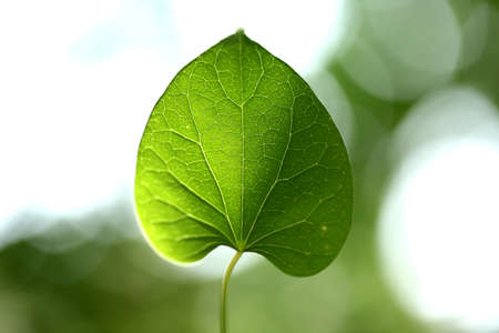 Closeup of green leavesの写真素材