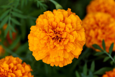 Close up of marigold flower