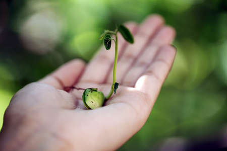 Hand holding small plantの写真素材