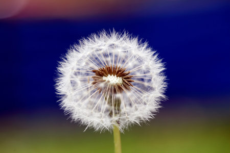Beautiful Dandelion flower against green background