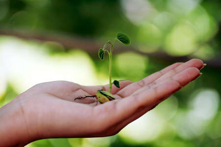 Hand holding small plantの写真素材