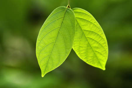 Closeup of green leavesの写真素材