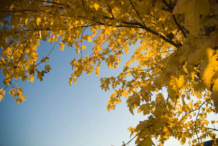 Yellow leaves on branches in fallの写真素材