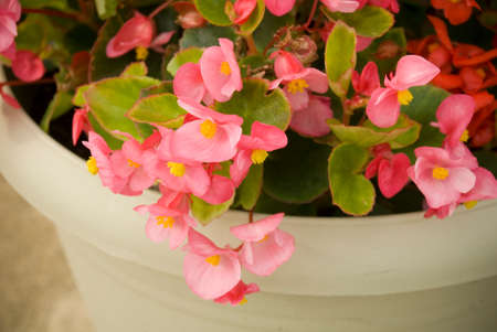 Pink potted plant over hanging potの写真素材
