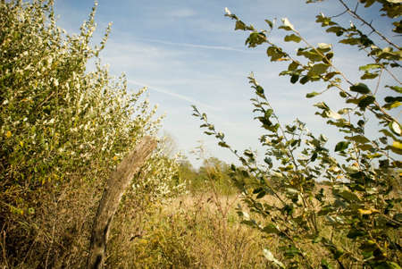 Countryside Old Fence Post in Dry Grassの写真素材