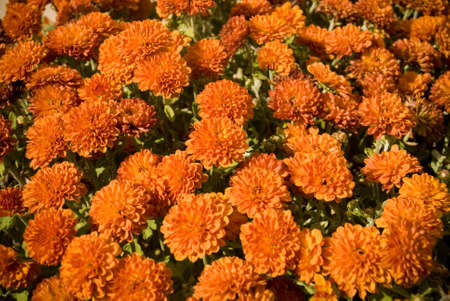 Orange Fall Mums Seasonal Macro Photographyの写真素材