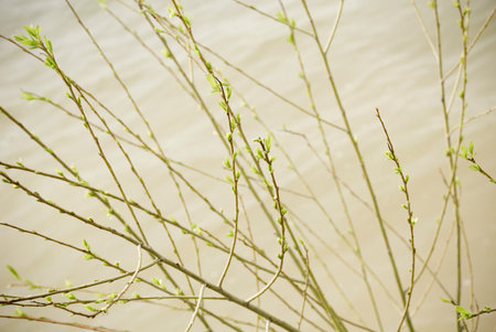 Spring Budding Branches with Muddy Water Backgroundの写真素材
