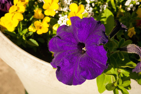 Purple petuniaの写真素材