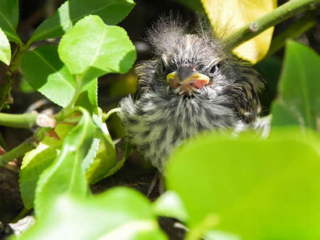 Baby Sparrow in Bayberry bushの写真素材