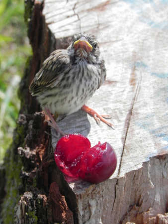 Baby Sparrow on tree stump with cherryの写真素材