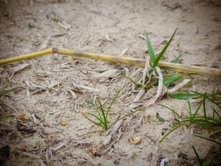 dried corn stalk and grass on dirtの写真素材