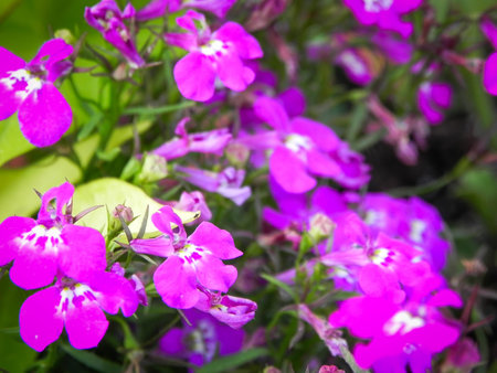 Tiny purple garden flowers Macro close upの写真素材