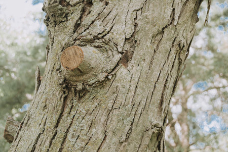 Tree bark texture background.