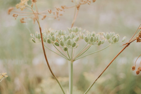 Rural wild flower in macro close up