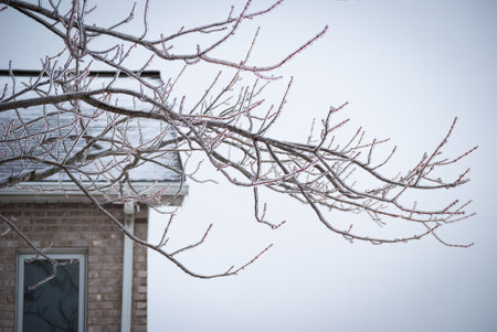 Ice on Tree branches in winterの写真素材