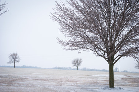 Iced tree in wintery fieldの写真素材