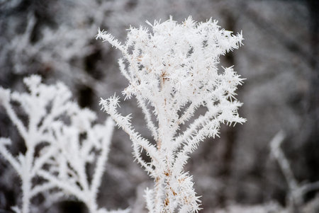 frost covered tree branches