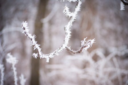 Frost covered branches