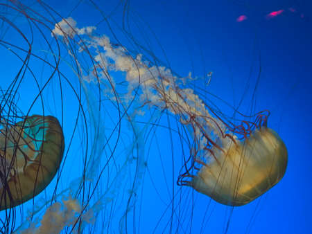 Orange and red Jellyfish in waterの写真素材