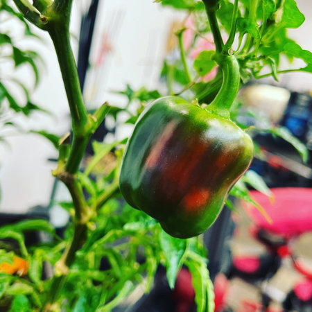 Green pepper growing in a greenhouse. Close-up, selective focus.