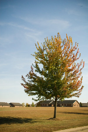 A tree in the middle of a field with a country house in the background