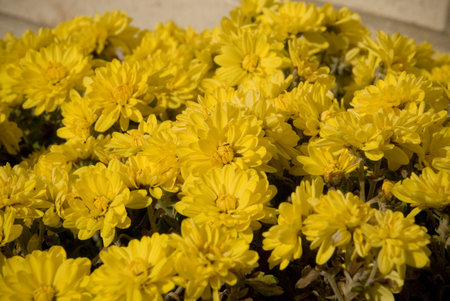 Yellow flowers of Chrysanthemum grandiflorum in full bloom