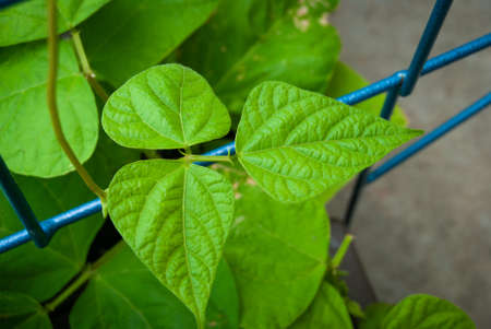 Common Green Bean Leavesの写真素材