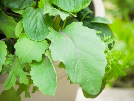 Growing organic leaf lettuce