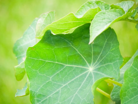 Green leaf of ivy in the garden. Natural green background.