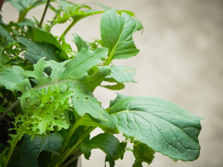 Growing organic Leaf Lettuce