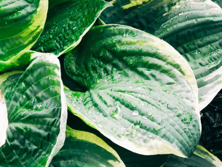 White edge hostas with rain drops