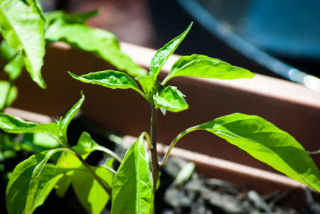 Pepper seedlings in a pot on the windowsill, close-upの写真素材