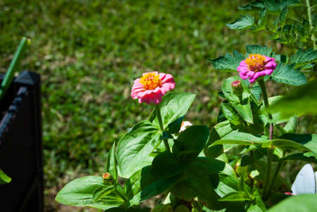 Pink zinnia flower with green leaves in the garden. Selective focus.の写真素材