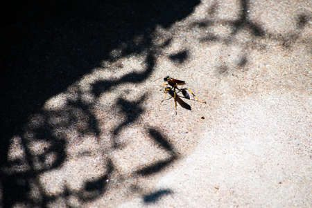 A closeup shot of a wasp on the ground with shadowの写真素材