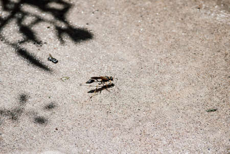 A closeup shot of an insect on the sand under a treeの写真素材